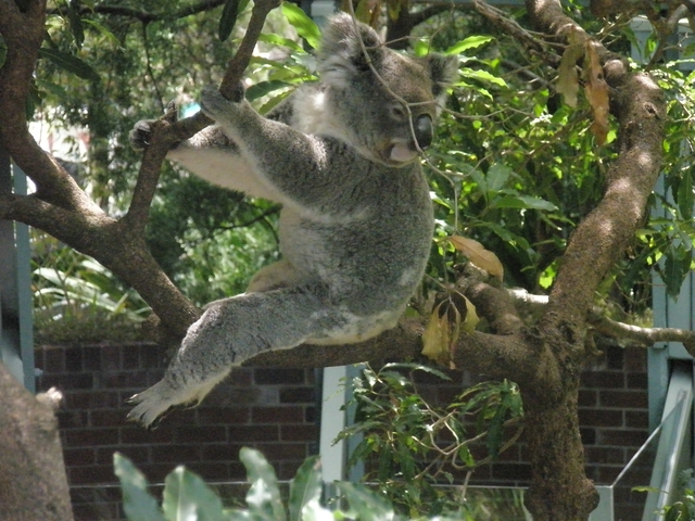 koala.JPG