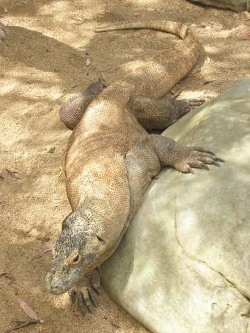 Komodo Dragon (cca2m).JPG