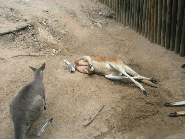 Kangaroo.JPG