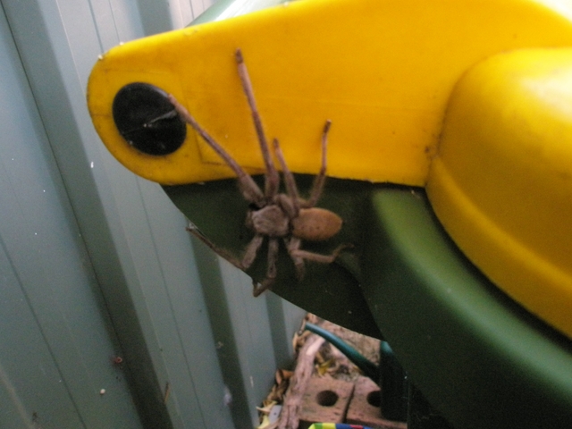 Huntsman Spider.JPG